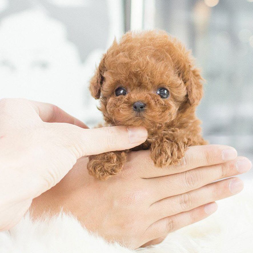 O Meu Cão Robô Realista Boneco de Peluche O Meu Cão Robô
