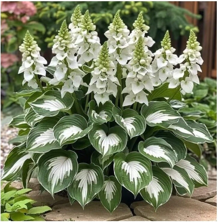 🎁2025 Posebna ponuda🍃Rijetke sjemenke hoste🌿