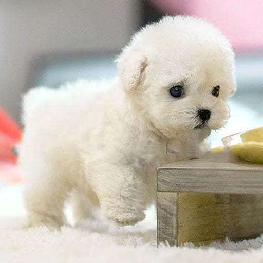 O Meu Cão Robô Realista Boneco de Peluche O Meu Cão Robô